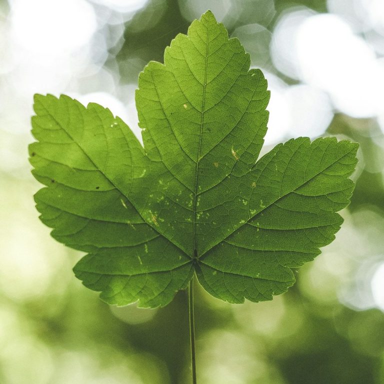 Umwelt AG Grünes Ahornblatt vor unscharfem, hellem Hintergrund.