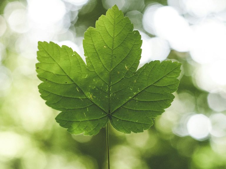 Umwelt und Gesundheit Grünes Blatt mit feinen Adern und unscharfem Hintergrund.